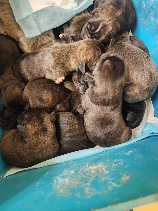 Brownstown Animal Hospital: Burdorf Kristin DVM Picture 3