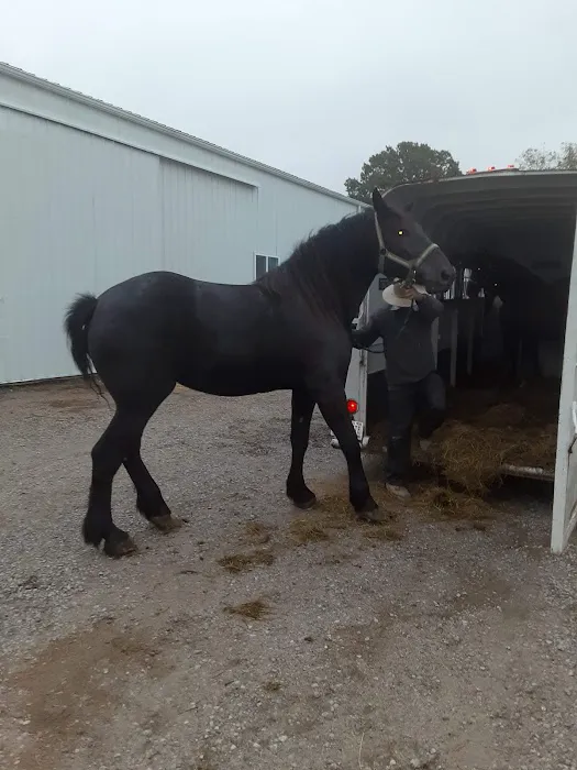 Southern Indiana Equine Picture 1