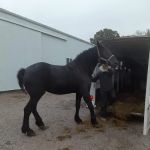 Southern Indiana Equine
