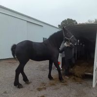 Southern Indiana Equine ico