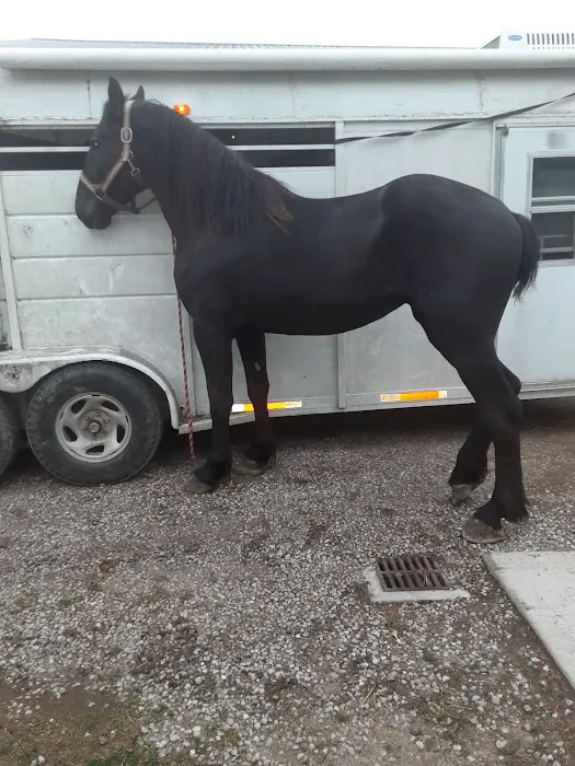Southern Indiana Equine Picture 3
