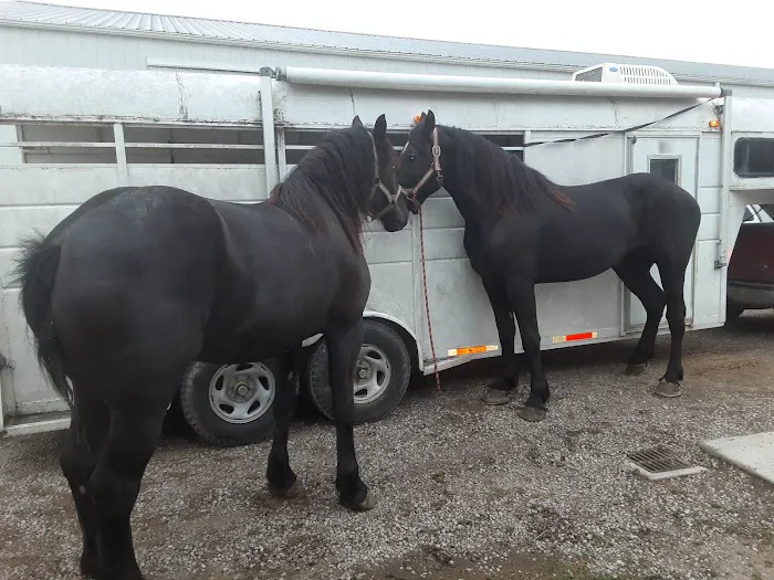 Southern Indiana Equine Picture 2
