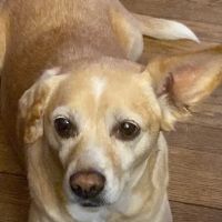 Wags & Whiskers Animal Clinic ico