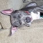 Animal Family Vet Pet Care LLC/(formerly Lakeside Veterinary Clinic)