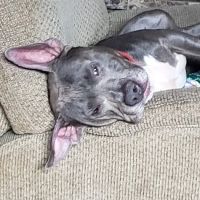 Animal Family Vet Pet Care LLC/(formerly Lakeside Veterinary Clinic) ico