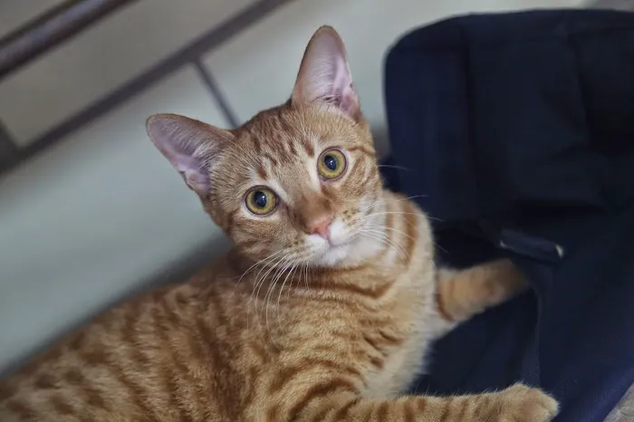 Animal Family Vet Care Center of Paris Picture 9
