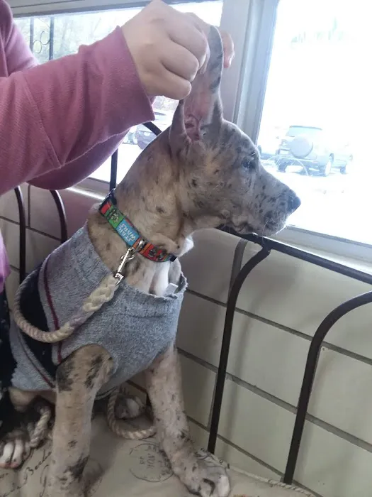Animal Family Vet Care Center of Paris Picture 8