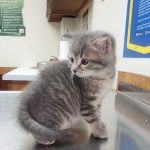 Animal Care Clinic