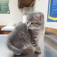 Animal Care Clinic ico
