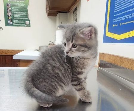 Animal Care Clinic
