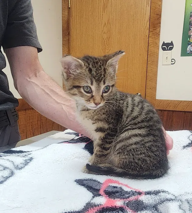 Animal Care Clinic Picture 5