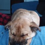 Danville Small Animal Clinic: Hankins Linda DVM