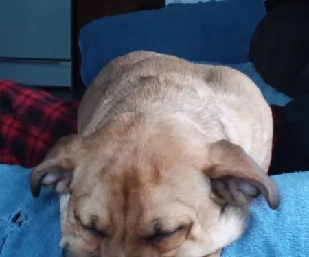 Danville Small Animal Clinic: Hankins Linda DVM