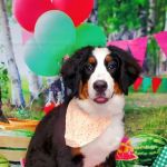 Danville Small Animal Clinic