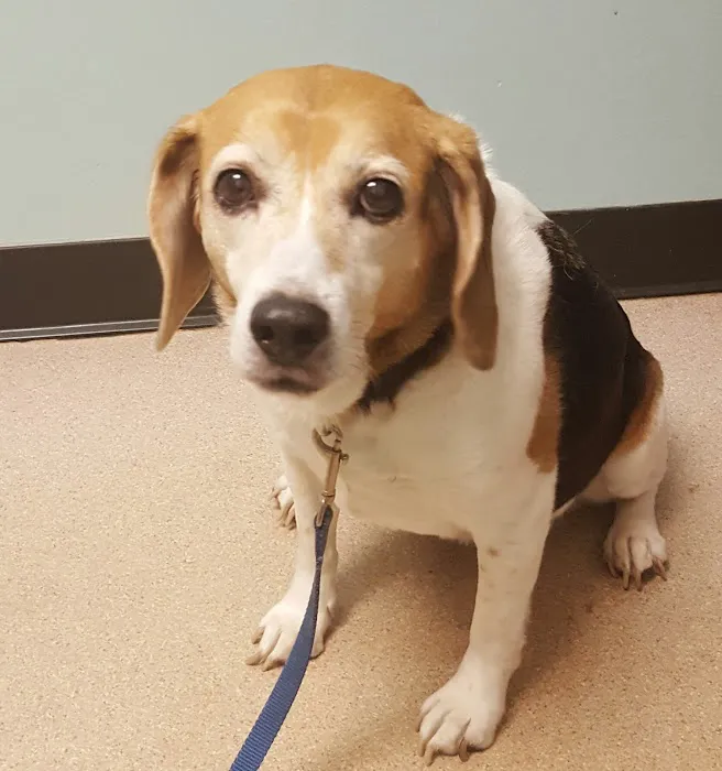 Danville Small Animal Clinic Picture 6