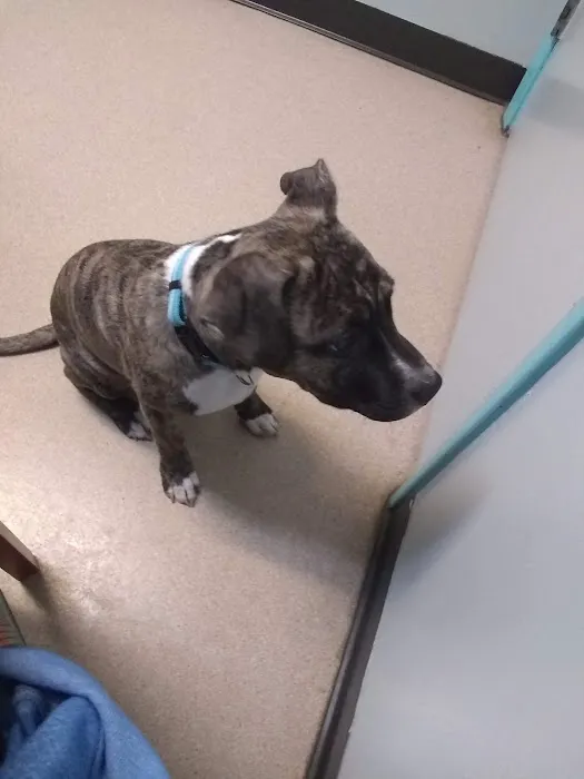 Danville Small Animal Clinic Picture 5