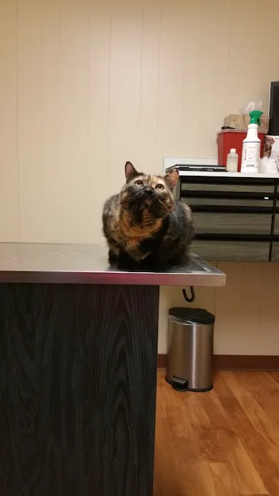 East Lake Hospital for Animals, Ltd. Picture 4