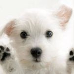 Crystal Creek Kennels/North Central Indiana Spay & Neuter