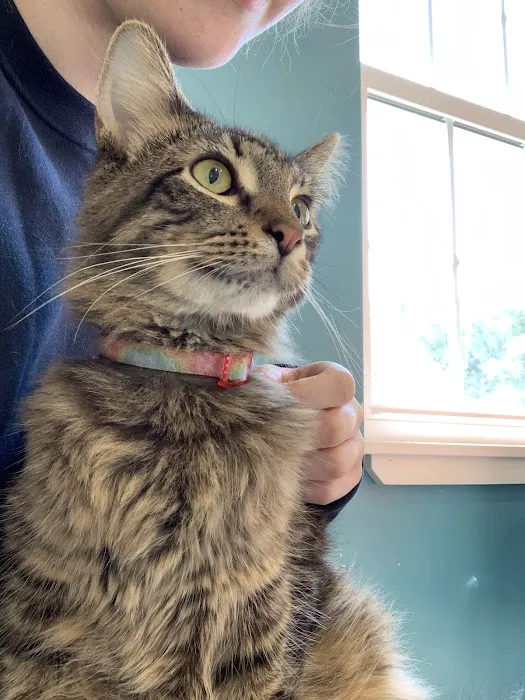 Delphi Animal Hospital Picture 6