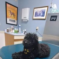 Tippecanoe Animal Hospital ico