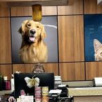 VCA Lafayette Animal Hospital