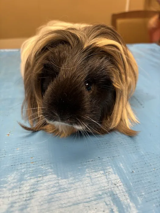 VCA Lafayette Animal Hospital Picture 5