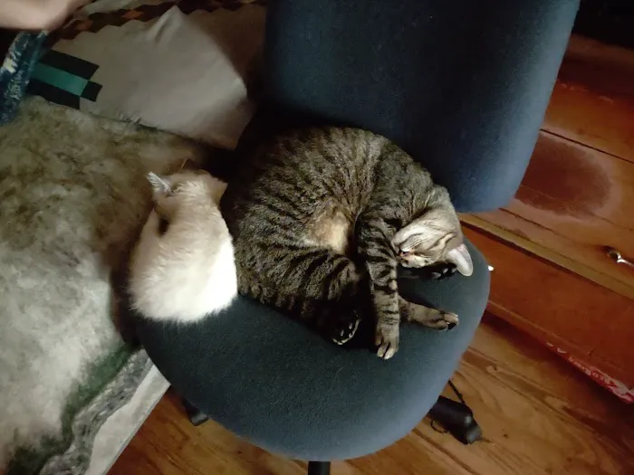 4 Precious Paws Picture 1