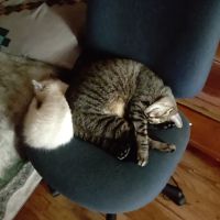 4 Precious Paws ico