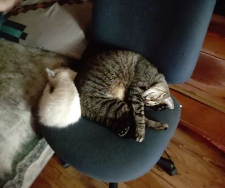 4 Precious Paws