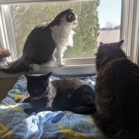 Wildcat Valley Animal Clinic, Inc. ico