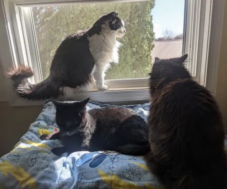 Wildcat Valley Animal Clinic, Inc.