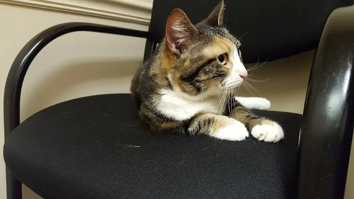 Meow Doctors (Greater Lafayette Cat Hospital) Picture 8