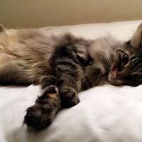 Meow Doctors (Greater Lafayette Cat Hospital) ico