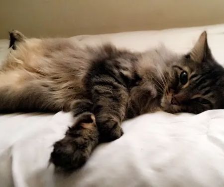 Meow Doctors (Greater Lafayette Cat Hospital)
