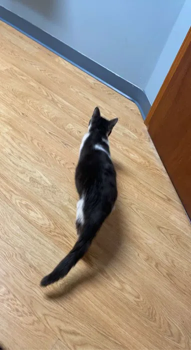 Meow Doctors (Greater Lafayette Cat Hospital) Picture 10