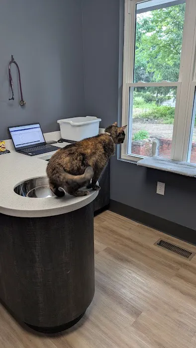 Meow Doctors (Greater Lafayette Cat Hospital) Picture 4