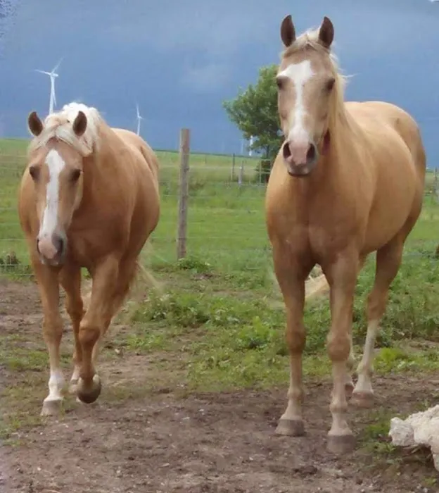 Horizon Veterinary Services Picture 6