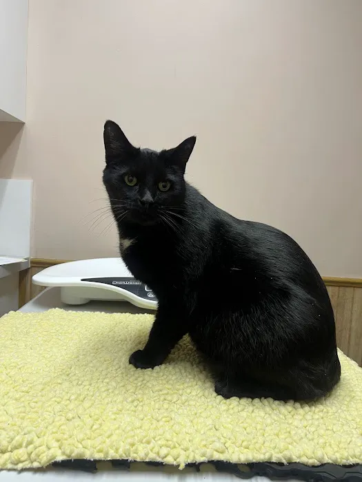 Horizon Veterinary Services Picture 5