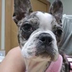 Horizon Veterinary Services