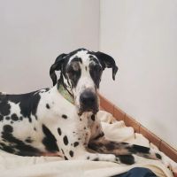 Jefferson Road Animal Hospital ico