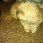 Stanforth, Mark, Dvm - Kokomo Animal Hospital
