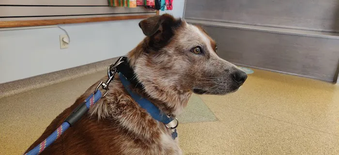 Kokomo Animal Hospital Picture 1