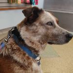 Kokomo Animal Hospital