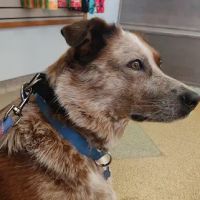 Kokomo Animal Hospital ico