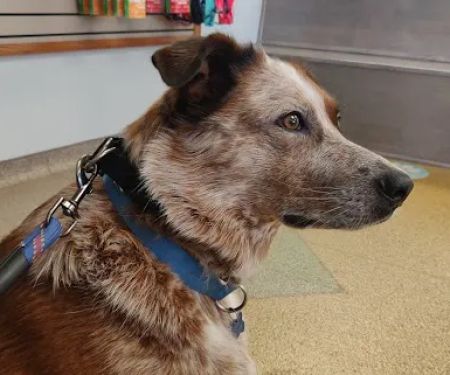 Kokomo Animal Hospital