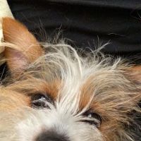 WEA Animal Hospital ico