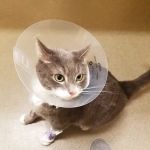 VCA Paw Prints Animal Hospital