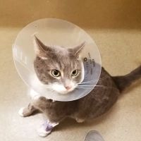 VCA Paw Prints Animal Hospital ico