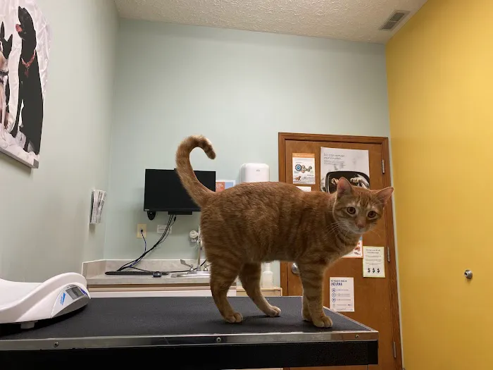 VCA Paw Prints Animal Hospital Picture 10