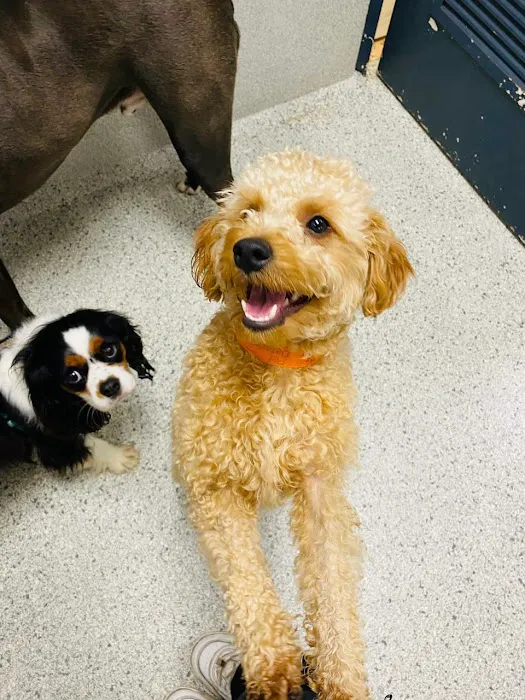Petsburgh Pet Care Picture 6